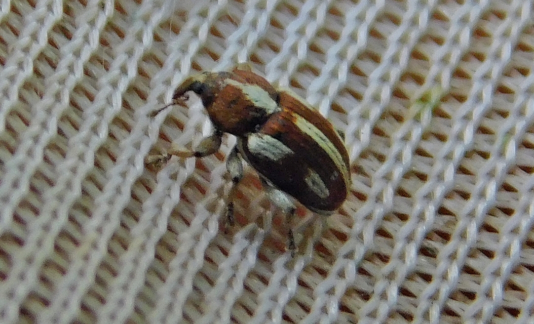 Tychius quinquepunctatus - borsó-tímárormányos