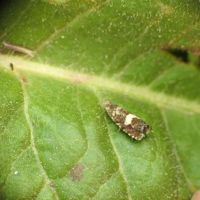 Dichrorampha sequana - fehérfoltos gyökérfúrómoly