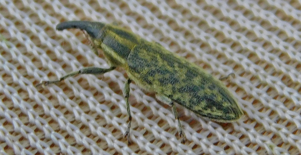 Lixus cardui - bogáncsfúró dudvabarkó