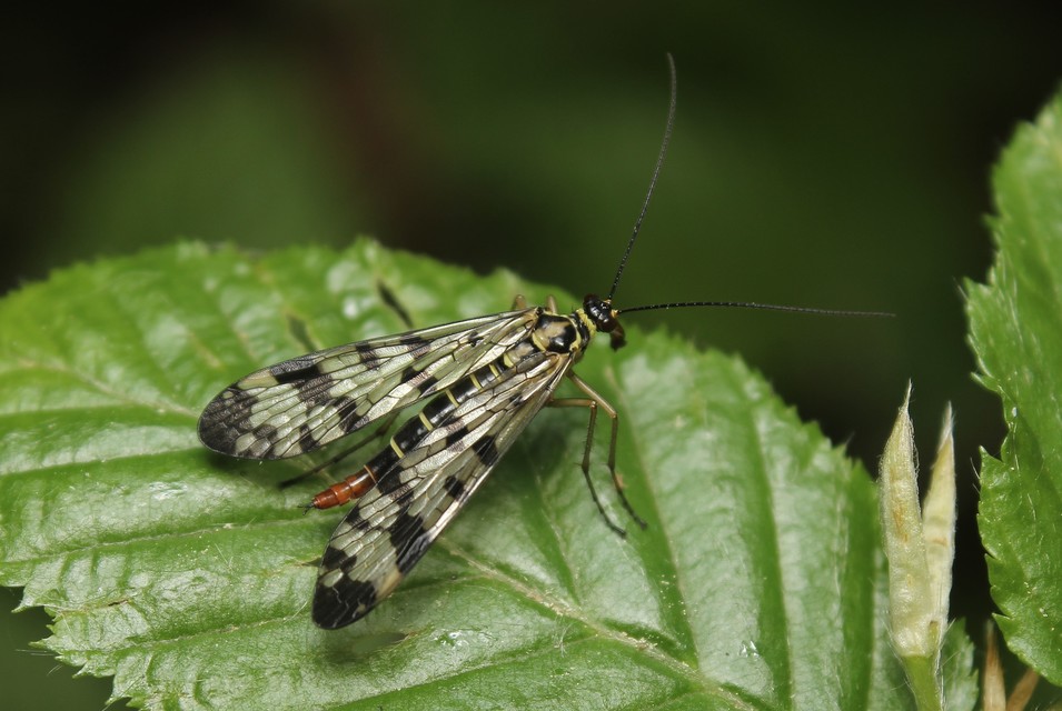 Panorpa vulgaris