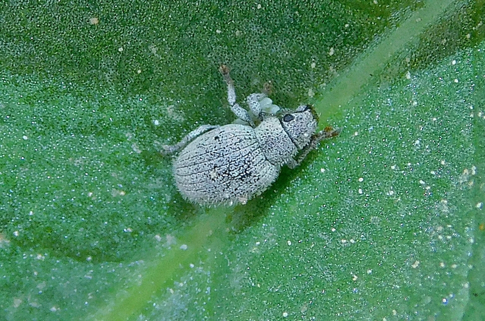 Foucartia squamulata - közönséges törpebarkó