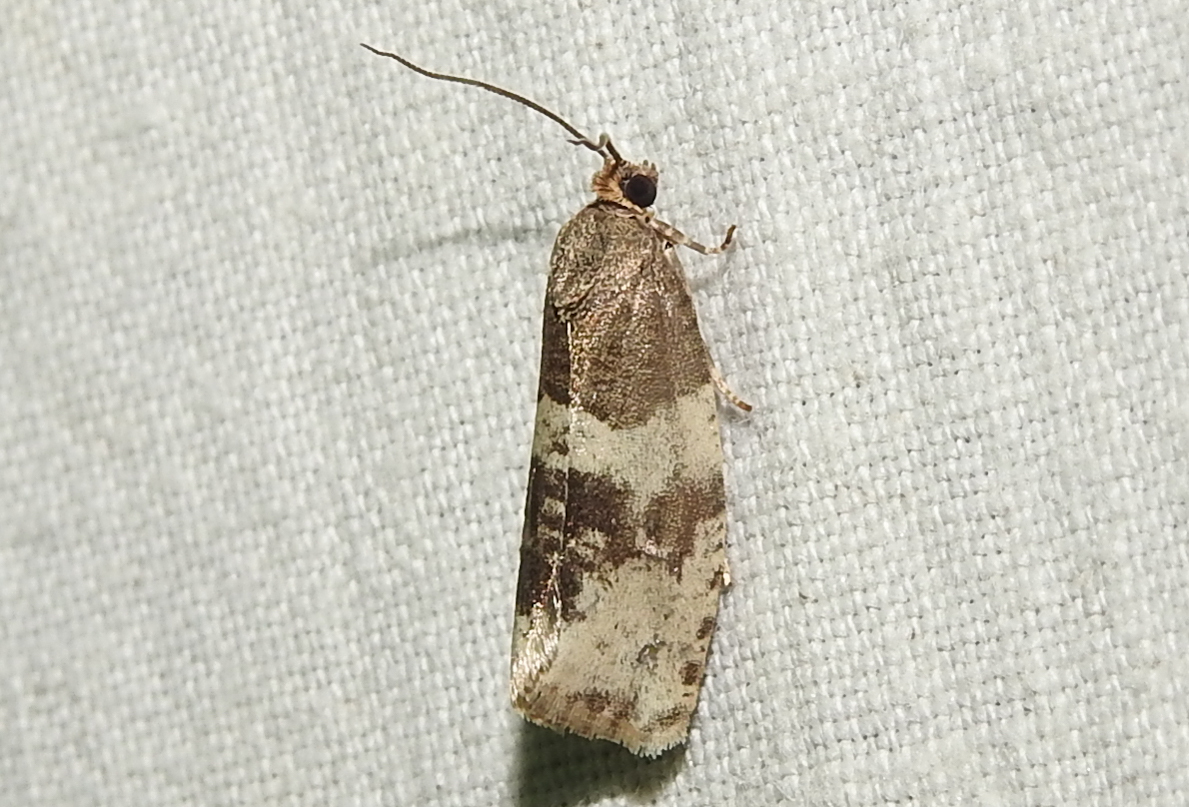 Pseudosciaphila branderiana - homoki tükrösmoly