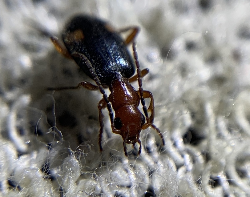 Brachinus bipustulatus - kétfoltos pöfögőfutó