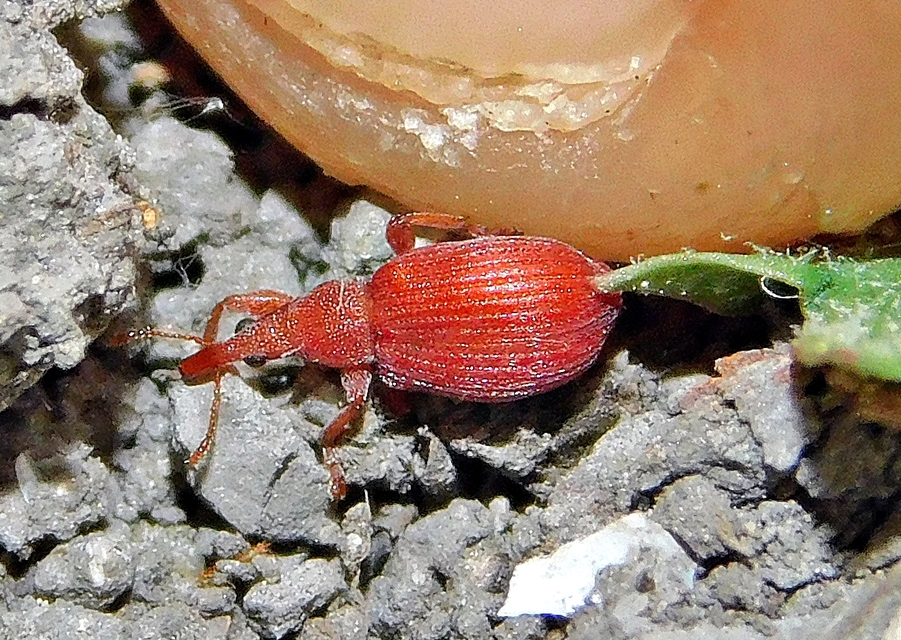 Apion frumentarium - vörös cickányormányos