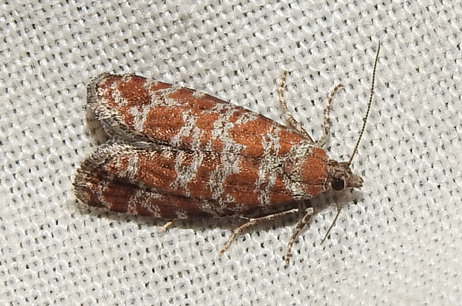 Rhyacionia pinivorana - tarka gyantamoly