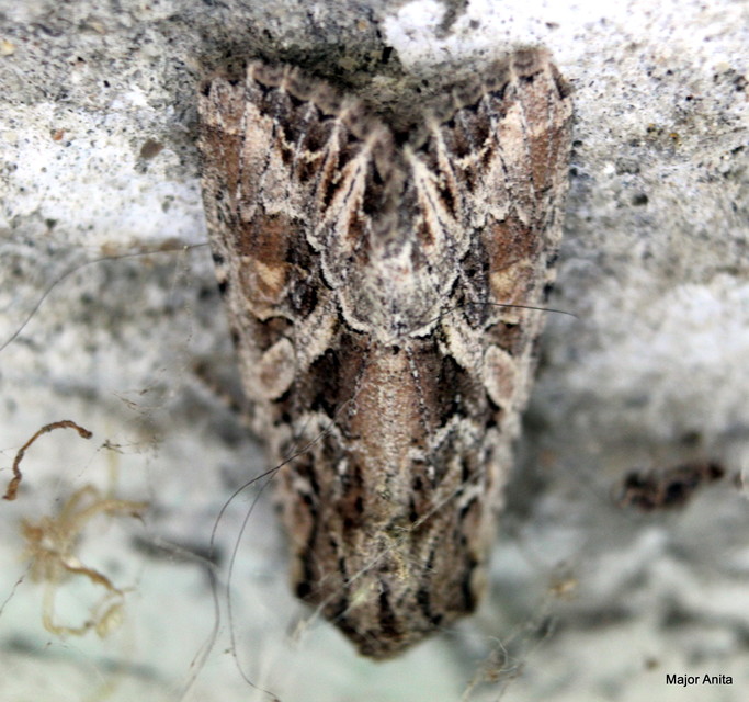 Lacanobia blenna - vándor kertibagoly