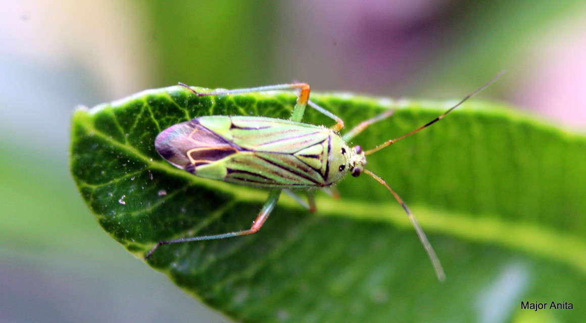 Mermitelocerus schmidtii