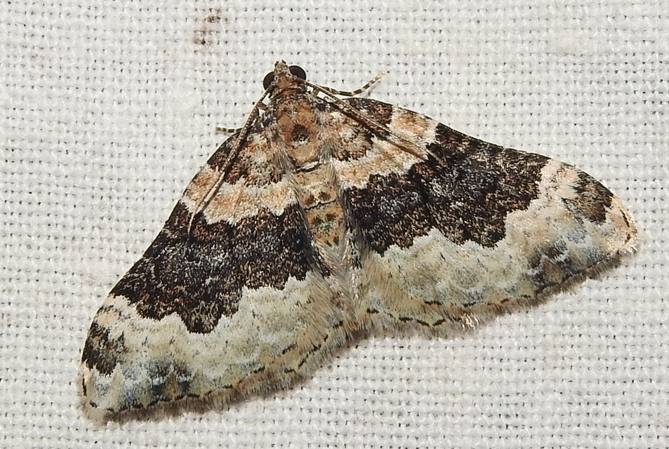 Epirrhoe galiata - sávos galajaraszoló