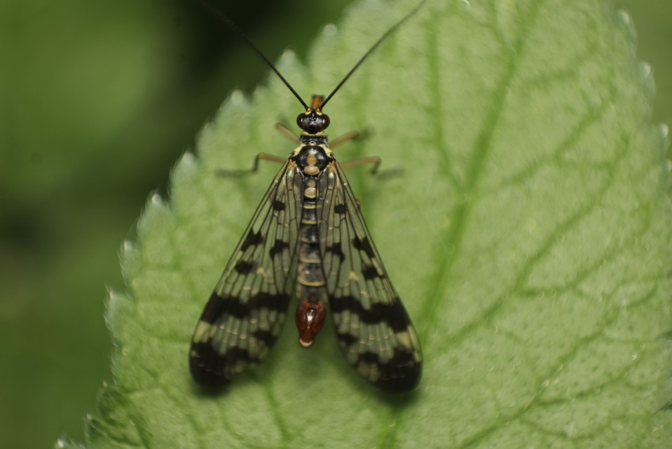 Panorpa vulgaris