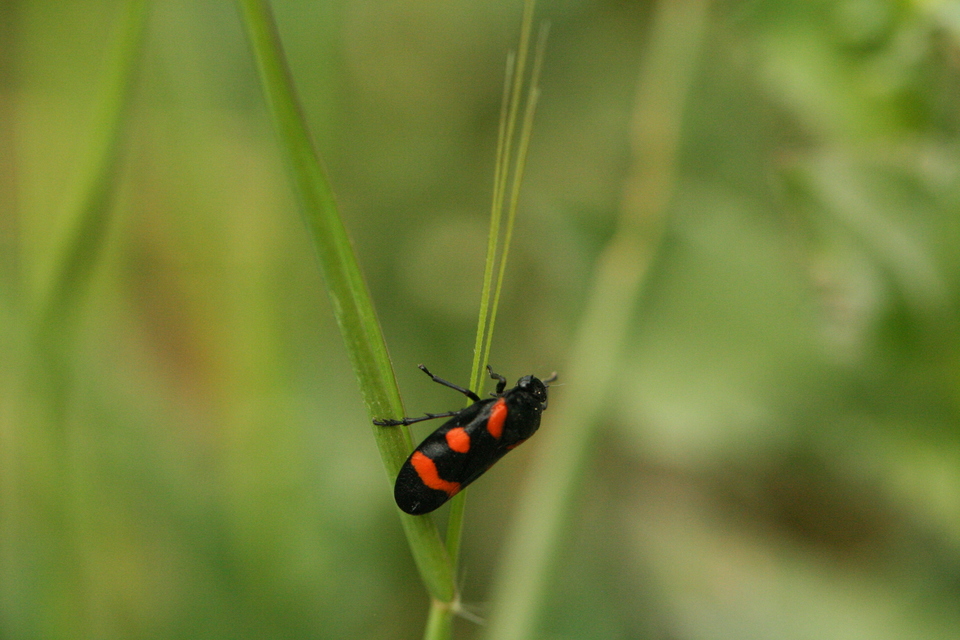 Cercopis