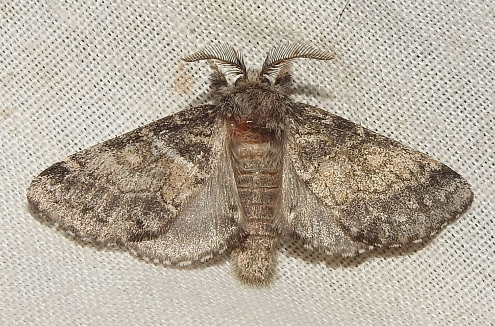 Gluphisia crenata - kormos púposszövő