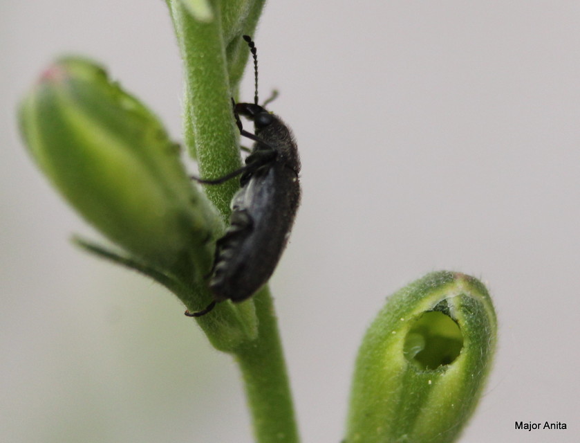 Nemonyx lepturoides - szarkaláb-áleszelény