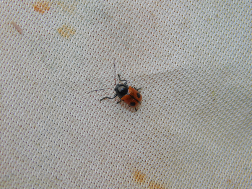 Cryptocephalus bipunctatus - kétpettyes zömökbogár
