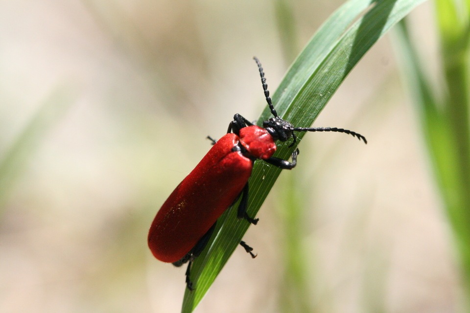 Pyrochroa coccinea - nagy bíborbogár