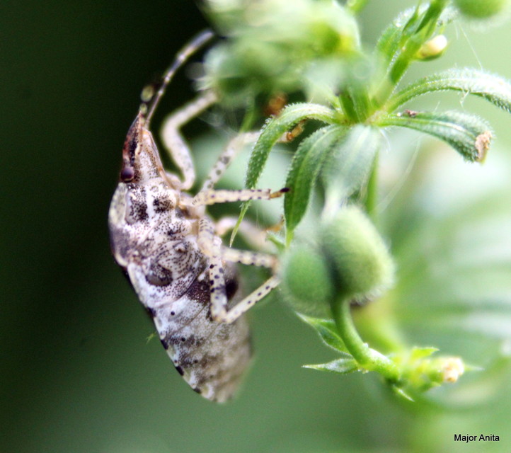 Dyroderes umbraculatus Dyroderes umbraculatus