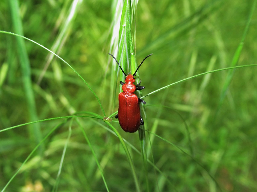 Pyrochroa serraticornis - közép-bíborbogár