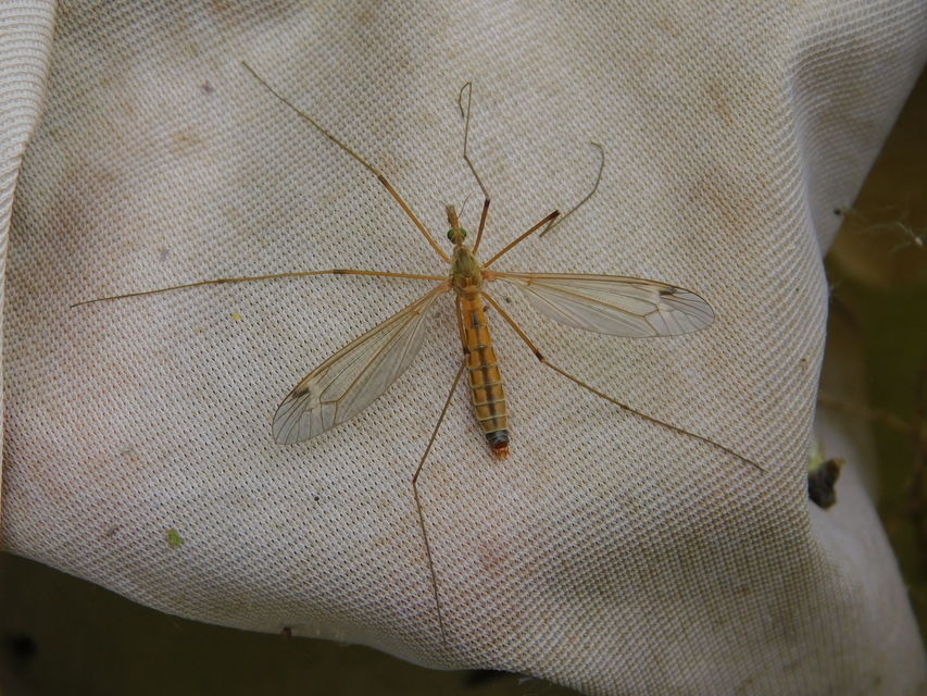 Tipula