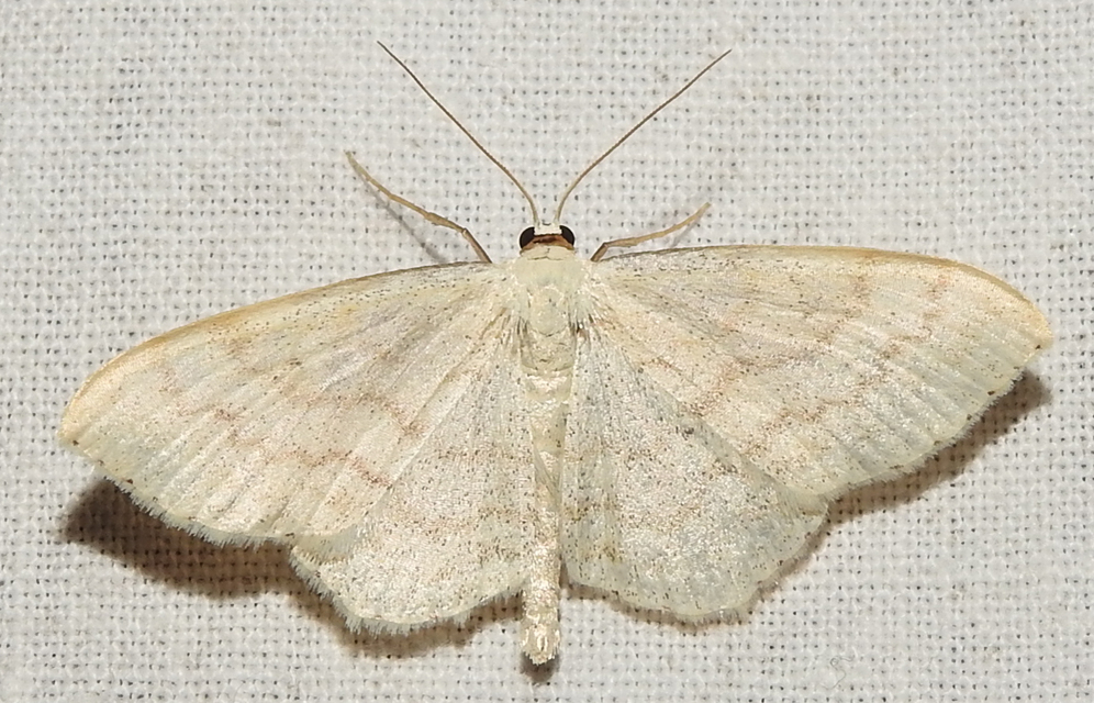Scopula floslactata - tejfehér sávosaraszoló