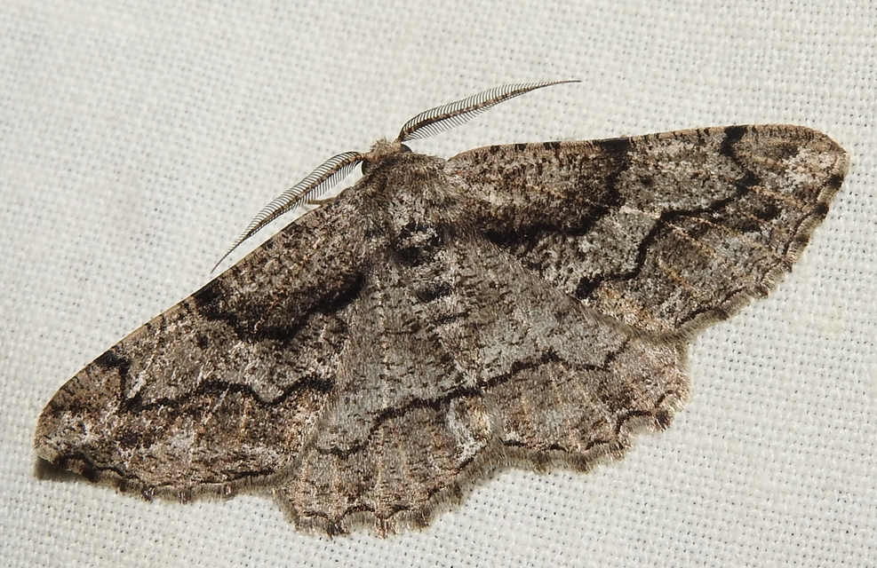 Synopsia sociaria - ürömaraszoló