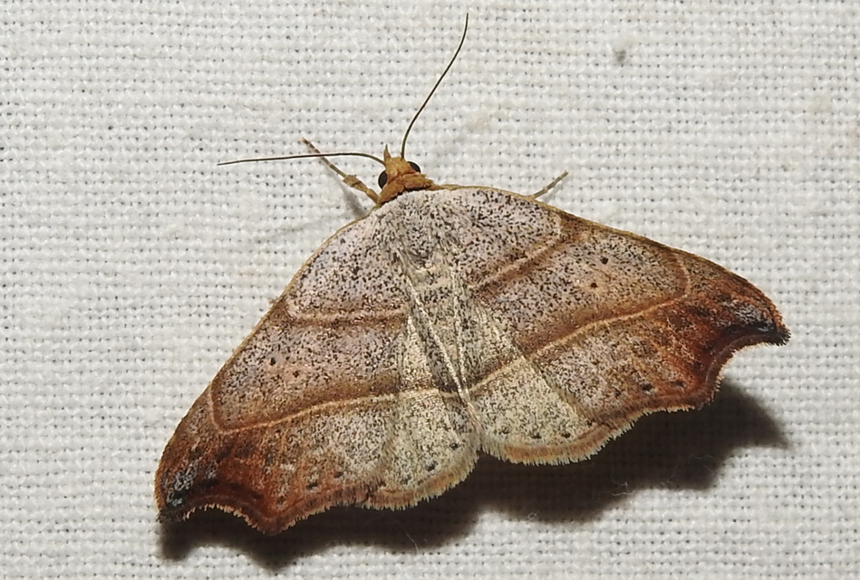Laspeyria flexula - zuzmóbagoly