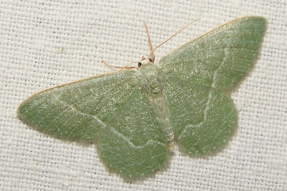 Phaiogramma etruscaria - fehérpettyes zöldaraszoló