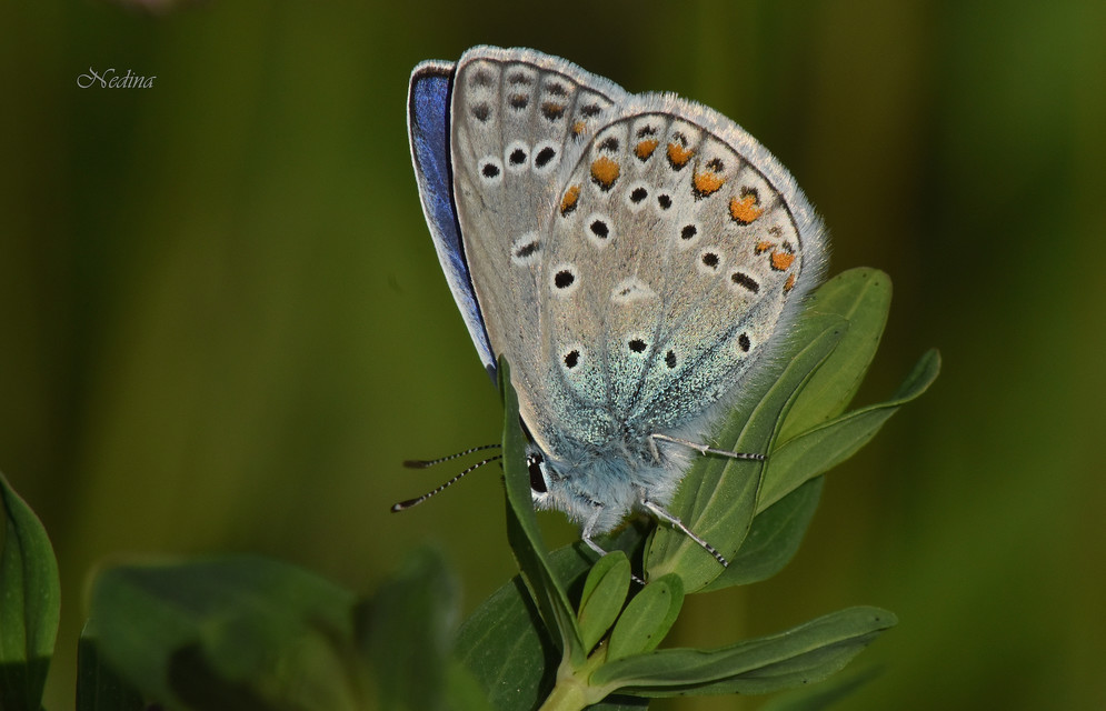 Polyommatus thersites - ibolyaszín boglárka
