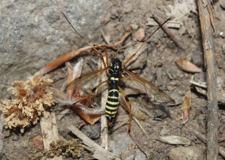 Ctenophora flaveolata