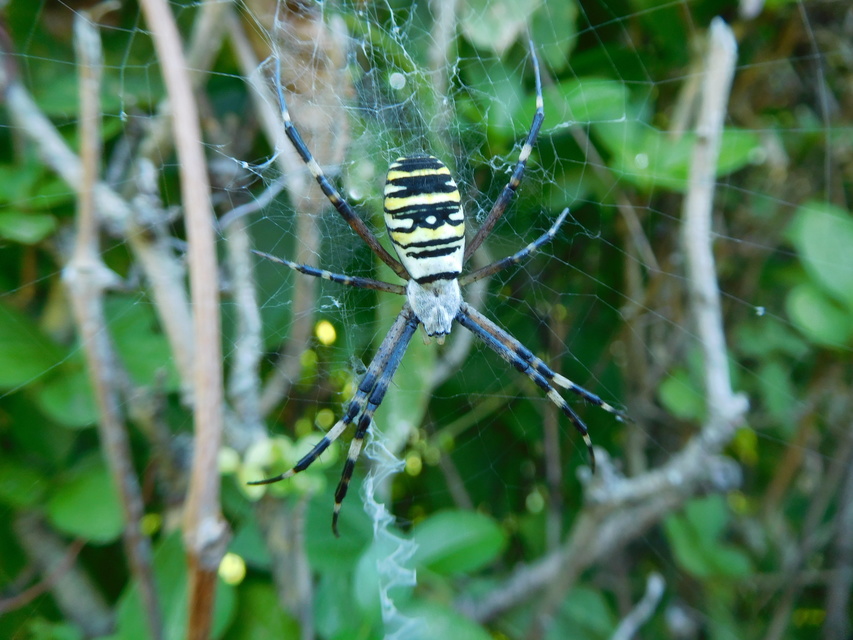 Argiope bruennichi - darázspók