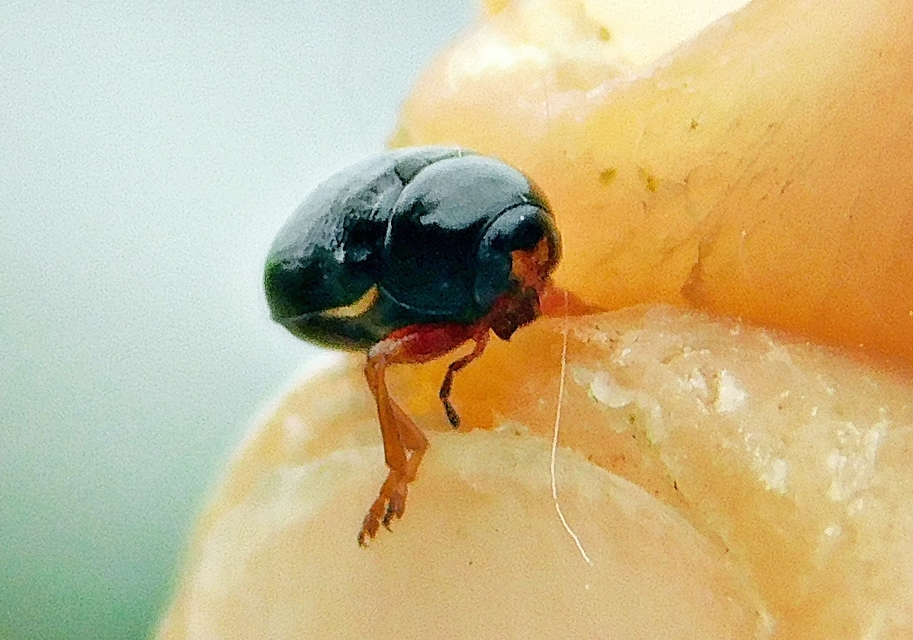 Cryptocephalus bameuli/flavipes