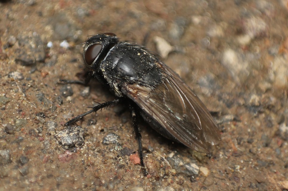 Pollenia