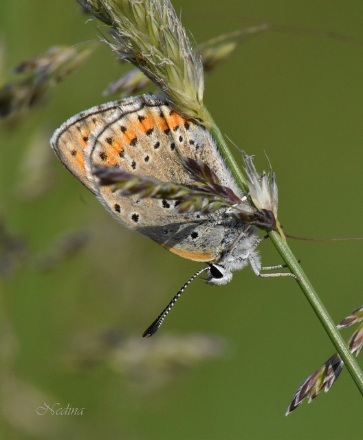 Lycaena thersamon - kis tűzlepke
