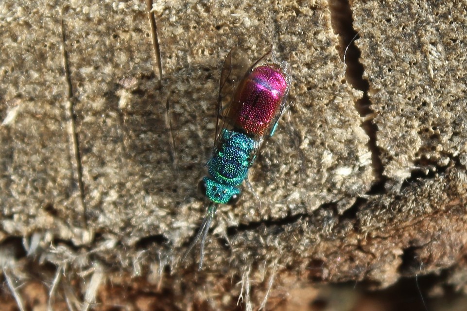 Chrysididae - fémdarazsak