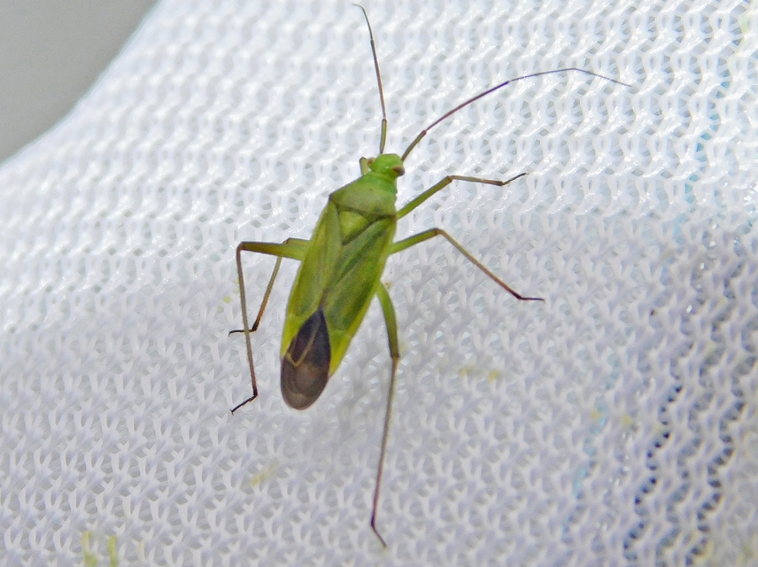 Calocoris affinis