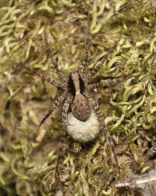 Pardosa alacris/lugubris