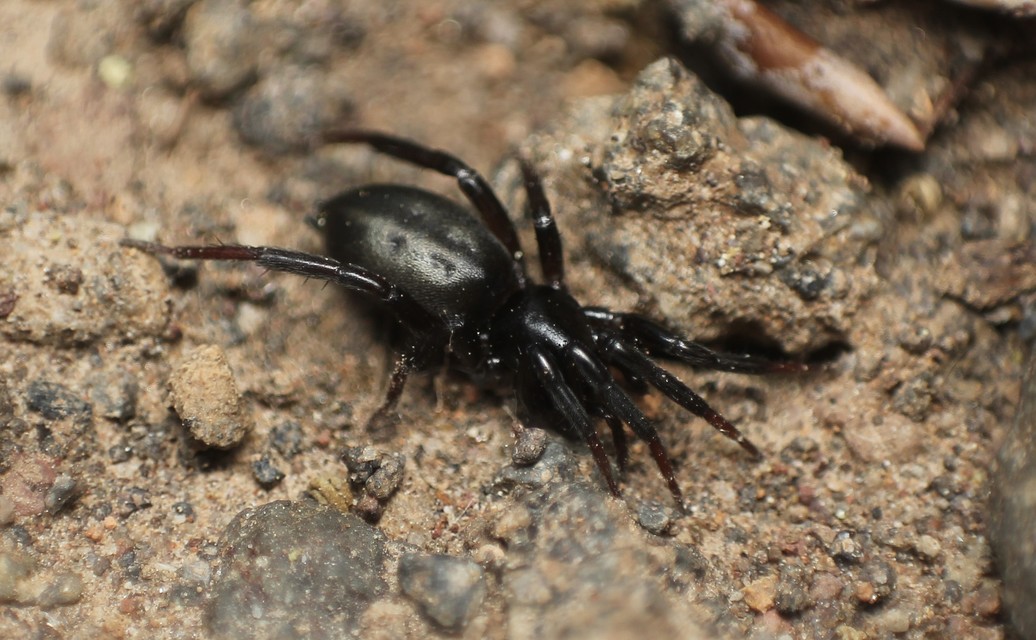 Drassyllus