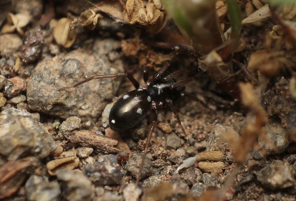 Phrurolithus
