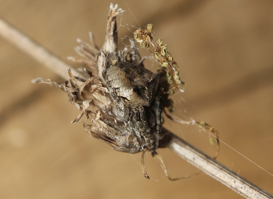 Araneus circe/angulatus