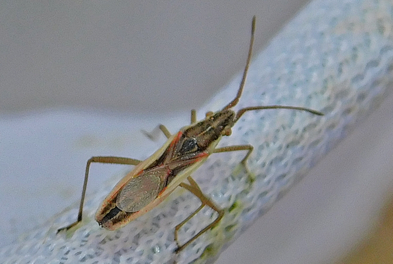 Myrmus miriformis - kurtaszárnyú karimáspoloska