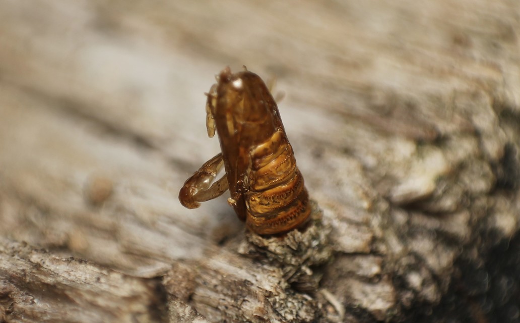 Euplocamus anthracinalis - fésűscsápú korhadékmoly