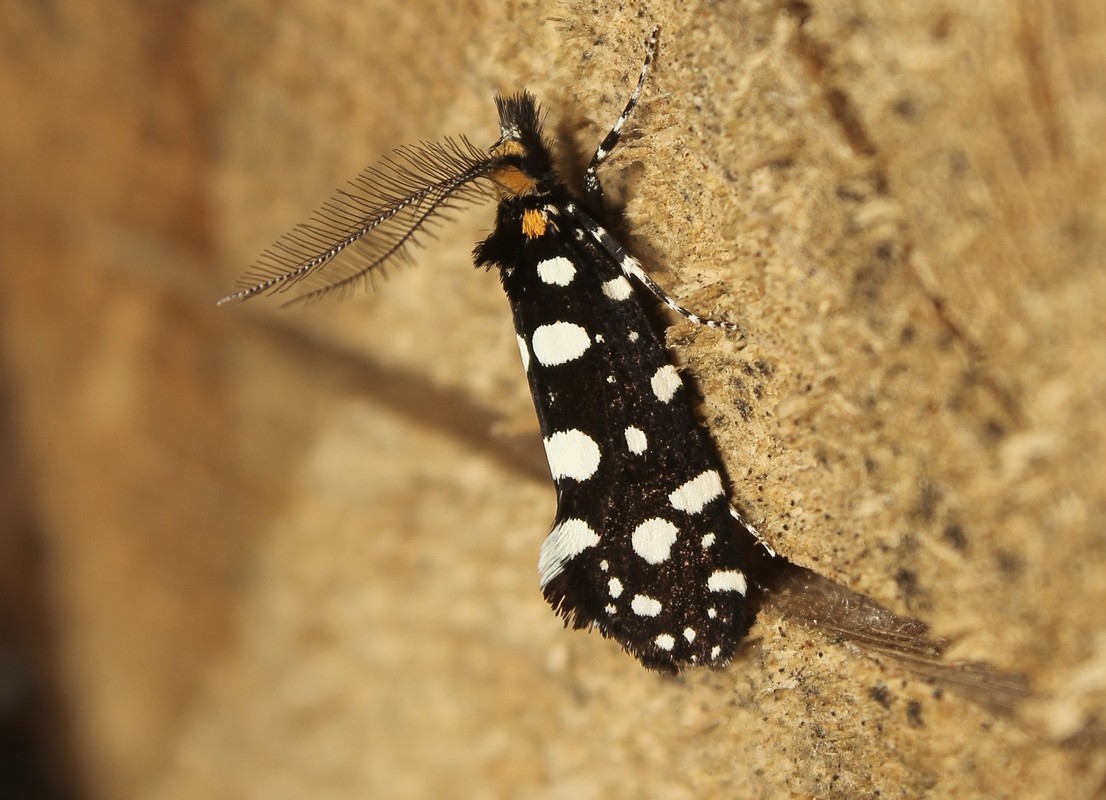 Euplocamus anthracinalis - fésűscsápú korhadékmoly
