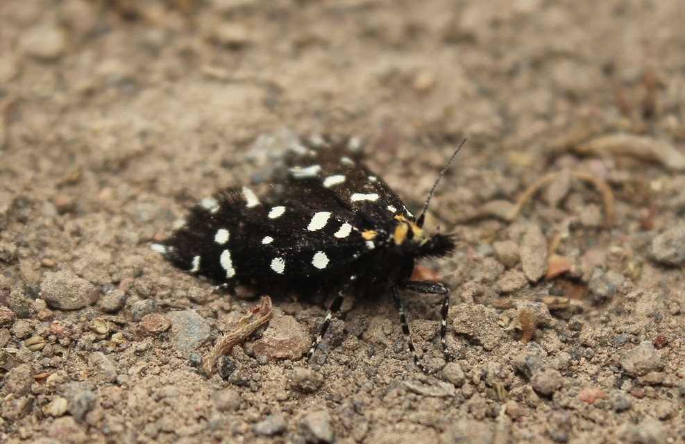 Euplocamus anthracinalis - fésűscsápú korhadékmoly