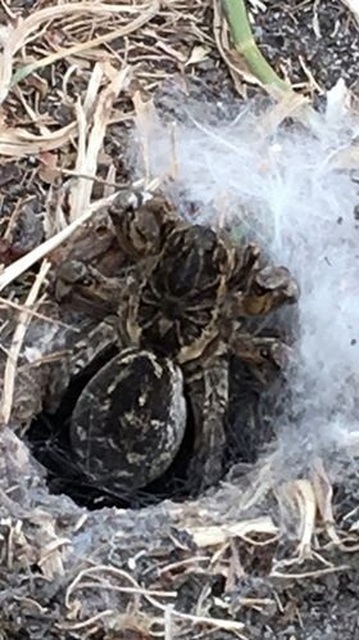 Geolycosa vultuosa - pokoli cselőpók