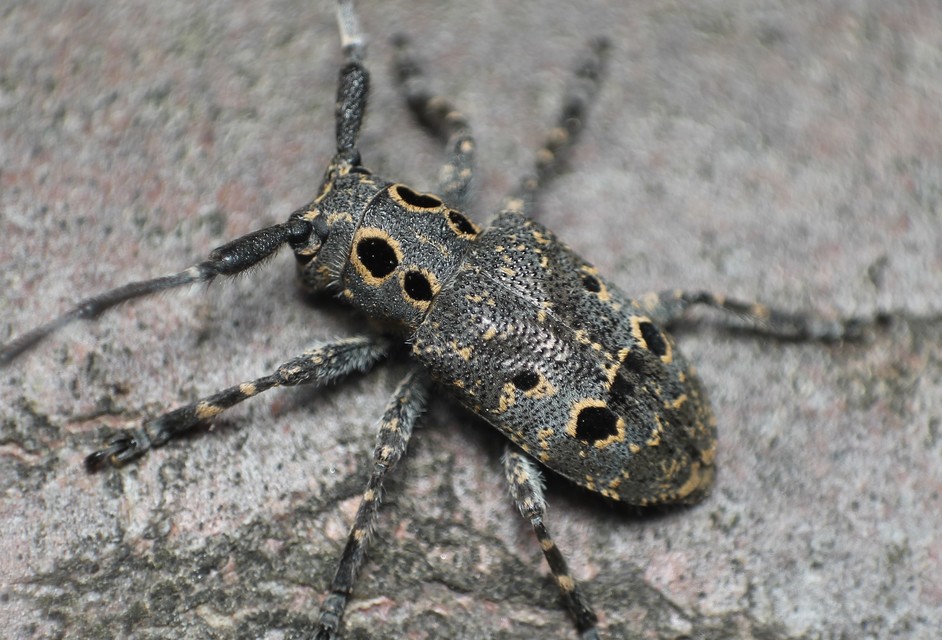 Mesosa curculionoides - szemfoltos cincér
