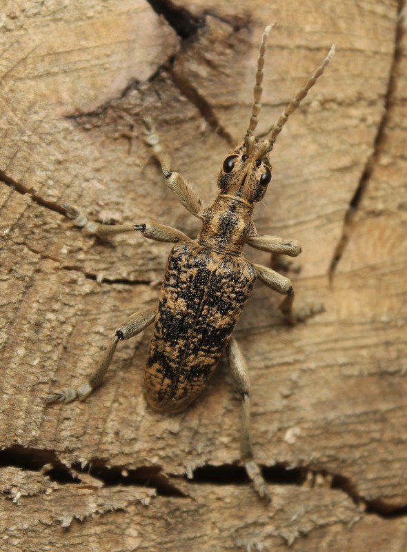 Rhagium sycophanta - tölgyes-tövisescincér