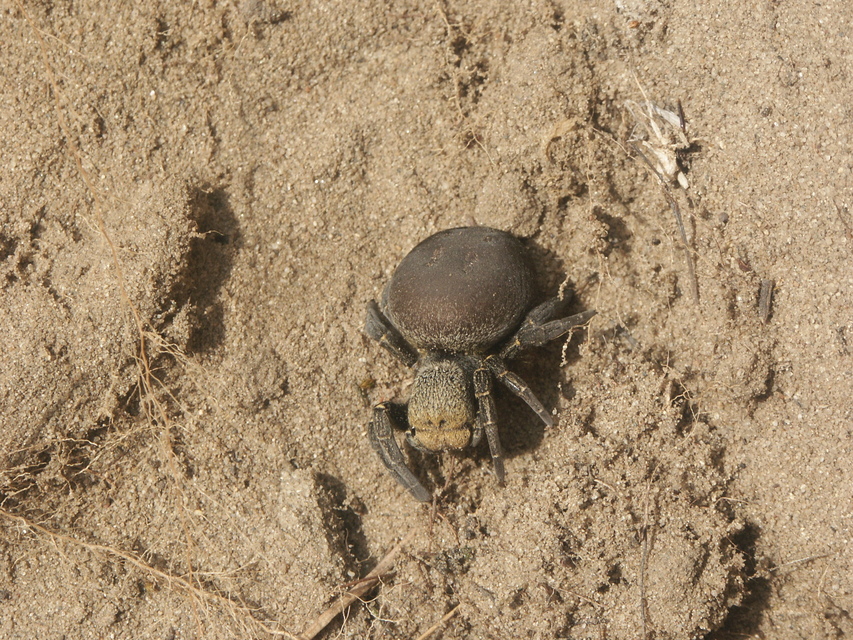 Eresus Eresus