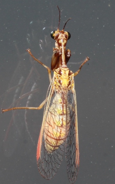 Mantispa aphavexelte - mediterrán fogólábú-fátyolka