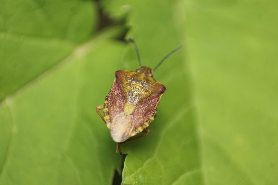 Carpocoris