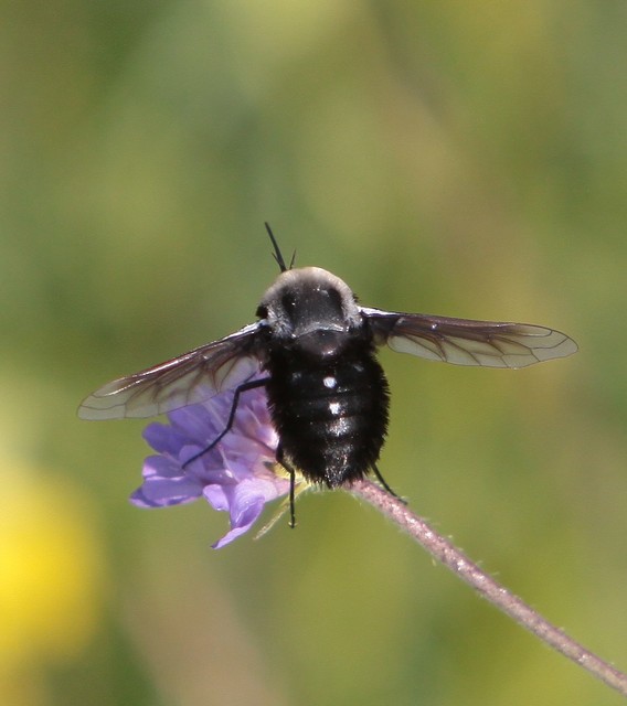Bombomyia stictica