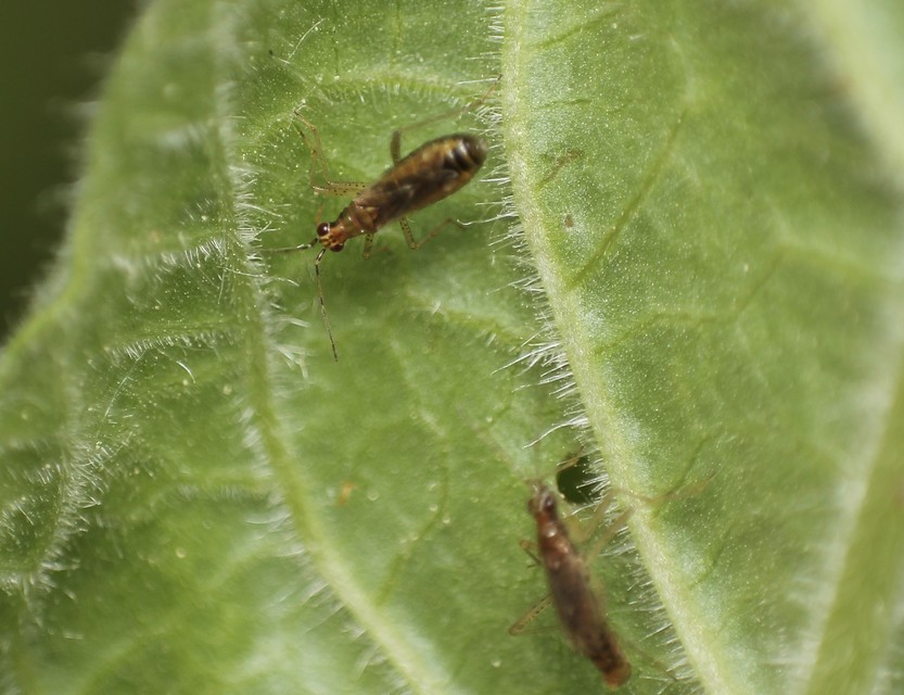 Dicyphus