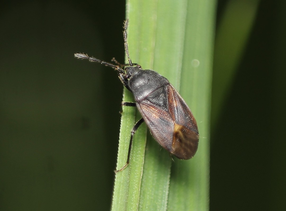 Megalonotus dilatatus